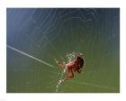 Spider Spinning Its Web