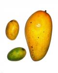 Example of Mangoes