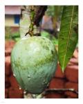 Mango hanging from  a tree