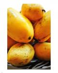 Philippine Mangoes