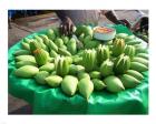 Vendor Displaying Mangoes