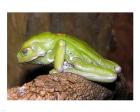 Waxy Tree Frog