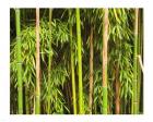 Bamboo Richelieu