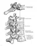 Vertebrae Diagram