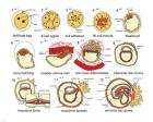 Human Embryogenesis