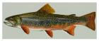 Brook trout