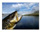 Brown Trout and Soft Hackle Nymph