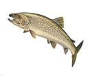 Lake Trout