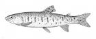 Rainbow Trout