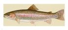 Rainbow trout