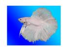 White Betta Fish