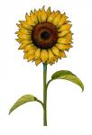 Floral Sunflower