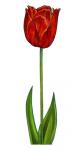 Floral Tulip