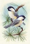 Chickadee Vignette