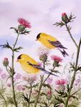 Goldfinch and Thistle
