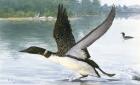 Loon Take-Off