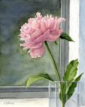 Pink Peony