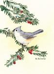 Tufted Titmouse