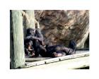 Chimps - Just Chillin