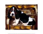 Basset Hound Dog on Chair