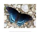 Blue Butterfly