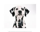 Dalmation Dog Face