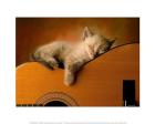Kitten Sleeping On a Guitar