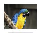 Norwegian Blue Parrot