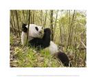 Panda Relaxing Eating Bamboo