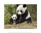 Panda Mother and Cub