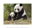 Panda Mother and Cub