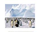 Penguin Season In The Arctic