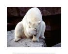 Polar Bear Covering His Face