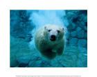 Polar Bear Swimming Under Water
