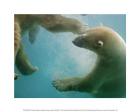 Polar Bears Swimming Under Water