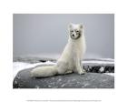 Polar Fox on a Rock