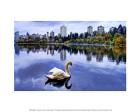 Swan in the City Lake