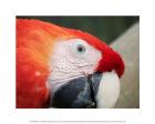 The Red Macaw Close Up