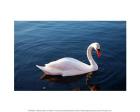 White Swan In Water