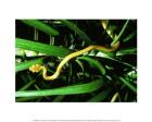 Brown Tree Snake