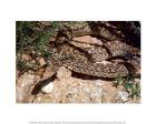 Bull Snake in New Mexico