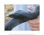 Eastern Indigo Snake