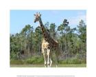 Giraffe Camelopardalis