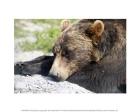 Grizzly Bear Lying with His Head Down