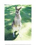 Kangaroo