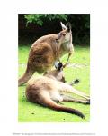 Two Kangaroos