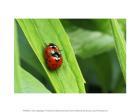 Two Ladybugs