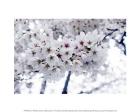 White Cherry Blossoms