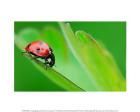 Ladybug and Green Leaves