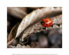 Ladybug on Dry Leaves